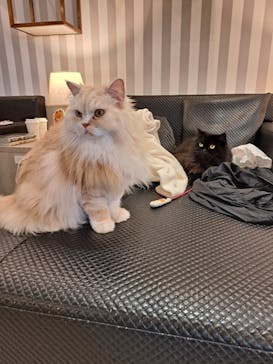 猫カフェモカ　アルシェ大宮店に投稿された画像（2024/8/10）