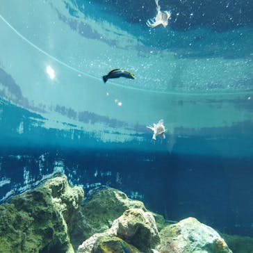 葛西臨海水族園に投稿された画像（2024/8/10）