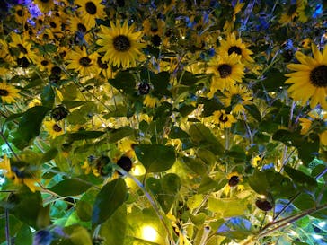 せんだい農業園芸センター　みどりの杜に投稿された画像（2024/8/10）