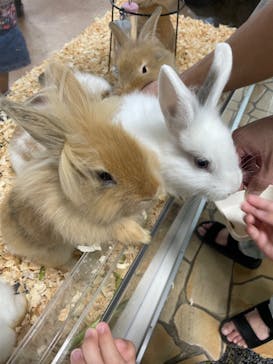 いきもの探検隊上尾に投稿された画像（2024/8/10）