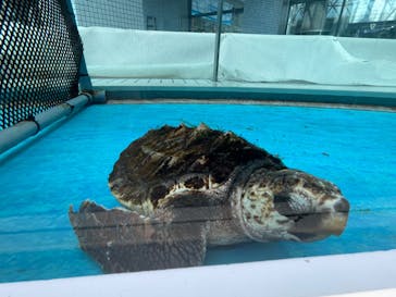 名古屋港水族館に投稿された画像（2024/8/10）