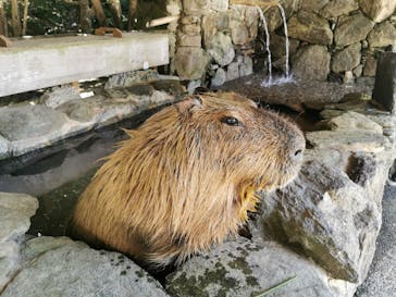 長崎バイオパークに投稿された画像（2024/8/10）