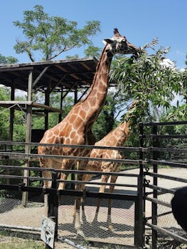 長崎バイオパークに投稿された画像（2024/8/10）