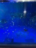 のとじま水族館に投稿された画像（2024/8/10）