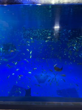 のとじま水族館に投稿された画像（2024/8/10）