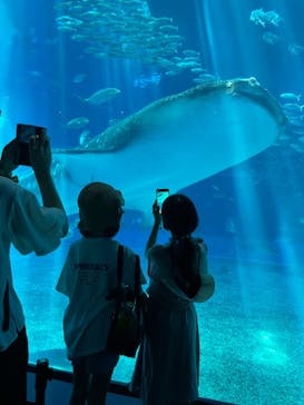 沖縄美ら海水族館に投稿された画像（2024/8/10）