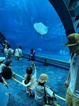 沖縄美ら海水族館に投稿された画像（2024/8/10）