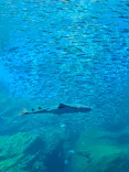 仙台うみの杜水族館に投稿された画像（2024/8/10）