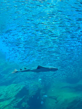 仙台うみの杜水族館に投稿された画像（2024/8/10）