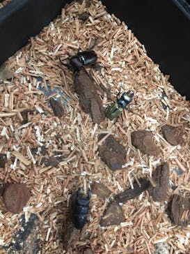 JOYPOLIS SPORTS（ジョイポリススポーツ） イオン仙台中山店に投稿された画像（2024/8/10）