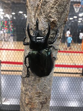 JOYPOLIS SPORTS（ジョイポリススポーツ） イオン仙台中山店に投稿された画像（2024/8/10）