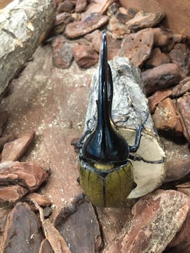 JOYPOLIS SPORTS（ジョイポリススポーツ） イオン仙台中山店に投稿された画像（2024/8/10）