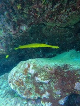 武藤潜水に投稿された画像（2024/8/10）