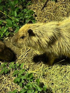 日立市かみね動物園に投稿された画像（2024/8/10）