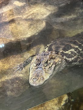 日立市かみね動物園に投稿された画像（2024/8/10）