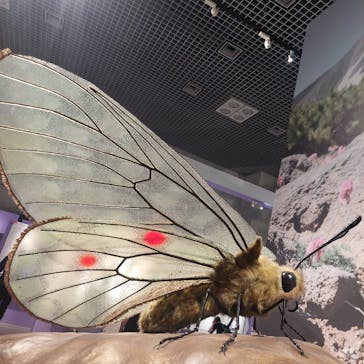 特別展「昆虫 MANIAC」（国立科学博物館）に投稿された画像（2024/8/10）