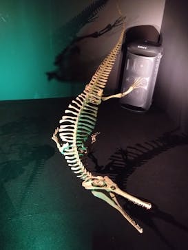 DinoScience 恐竜科学博 ～ララミディア大陸の恐竜物語～ 2024@OSAKAに投稿された画像（2024/8/10）