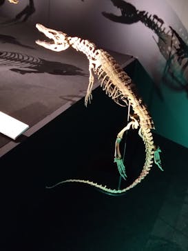 DinoScience 恐竜科学博 ～ララミディア大陸の恐竜物語～ 2024@OSAKAに投稿された画像（2024/8/10）