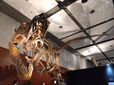 DinoScience 恐竜科学博 ～ララミディア大陸の恐竜物語～ 2024@OSAKAに投稿された画像（2024/8/10）