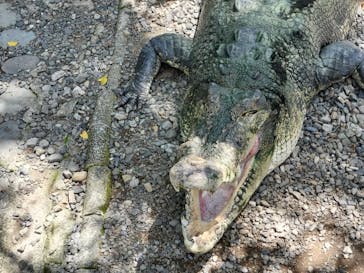 熱川バナナワニ園に投稿された画像（2024/8/10）