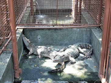 熱川バナナワニ園に投稿された画像（2024/8/10）