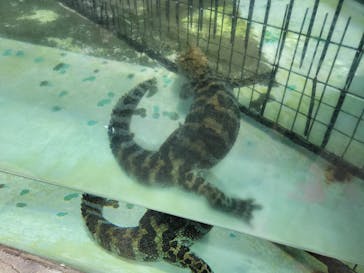 熱川バナナワニ園に投稿された画像（2024/8/10）