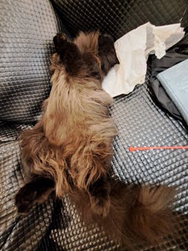 猫カフェモカ　アルシェ大宮店に投稿された画像（2024/8/10）