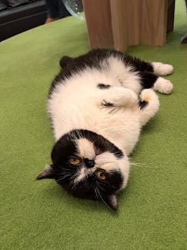 猫カフェモカ　アルシェ大宮店に投稿された画像（2024/8/10）