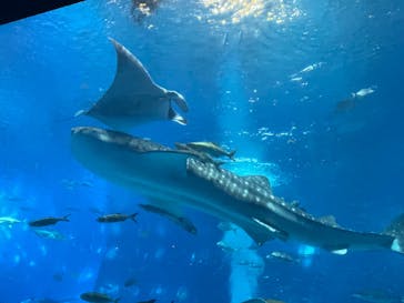 沖縄美ら海水族館に投稿された画像（2024/8/10）