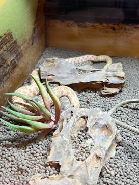 NARA IKIMONO MUSEUMに投稿された画像（2024/8/10）