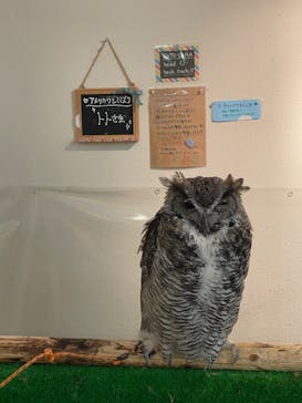 ふくろう＋は虫類とふれあえるカフェ　カントリーオウルぷらすに投稿された画像（2024/8/10）