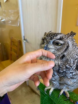 ふくろう＋は虫類とふれあえるカフェ　カントリーオウルぷらすに投稿された画像（2024/8/10）
