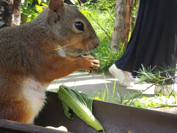 那須どうぶつ王国に投稿された画像（2024/8/11）