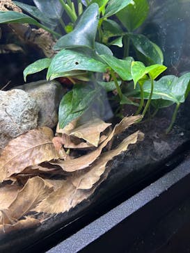 体感型カエル館KawaZooに投稿された画像（2024/8/11）