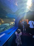 しながわ水族館に投稿された画像（2024/8/11）