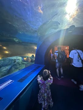 しながわ水族館に投稿された画像（2024/8/11）