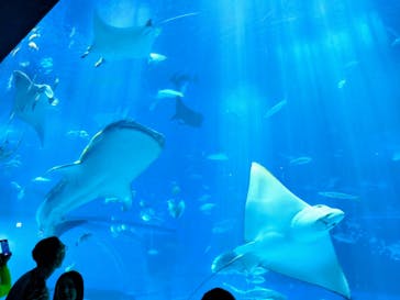 沖縄美ら海水族館に投稿された画像（2024/8/11）