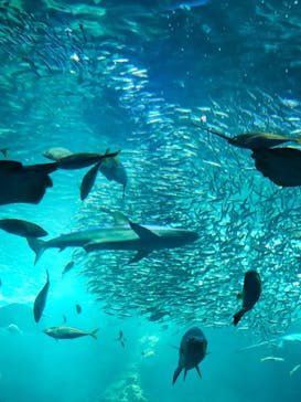 新江ノ島水族館に投稿された画像（2024/8/11）