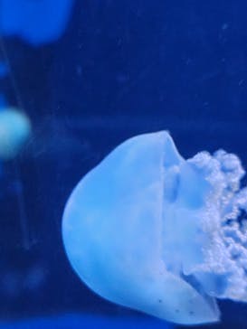 新江ノ島水族館に投稿された画像（2024/8/11）