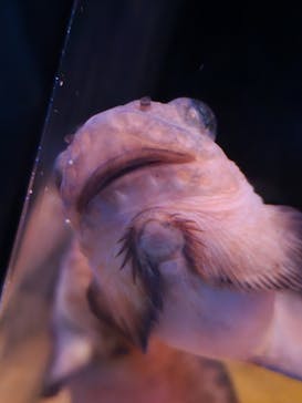 新江ノ島水族館に投稿された画像（2024/8/11）