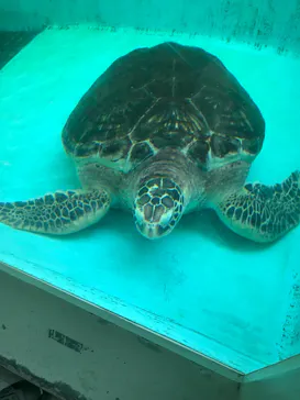 仙台うみの杜水族館に投稿された画像（2024/8/11）