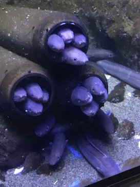 仙台うみの杜水族館に投稿された画像（2024/8/11）