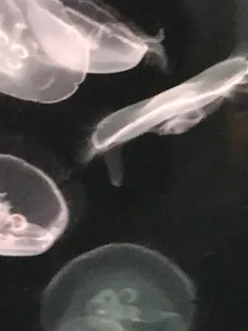 仙台うみの杜水族館に投稿された画像（2024/8/11）