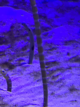 仙台うみの杜水族館に投稿された画像（2024/8/11）