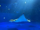 のとじま水族館に投稿された画像（2024/8/11）