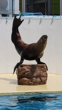 伊豆・三津シーパラダイスに投稿された画像（2024/8/11）