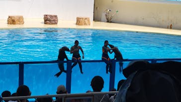 伊豆・三津シーパラダイスに投稿された画像（2024/8/11）