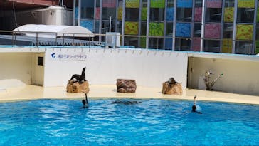 伊豆・三津シーパラダイスに投稿された画像（2024/8/11）