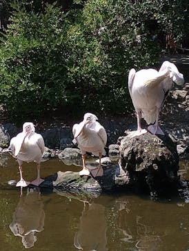 神戸どうぶつ王国に投稿された画像（2024/8/11）