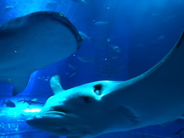 沖縄美ら海水族館に投稿された画像（2024/8/11）